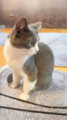 Curious British Shorthair Cat with Gray and White Fur Close-up © nana