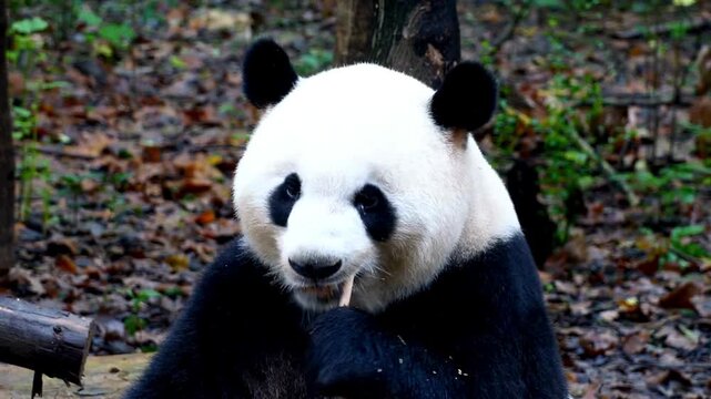 Giant panda eating bamboo in forest, adorable black and white bear in natural habitat, wildlife animal chewing plant