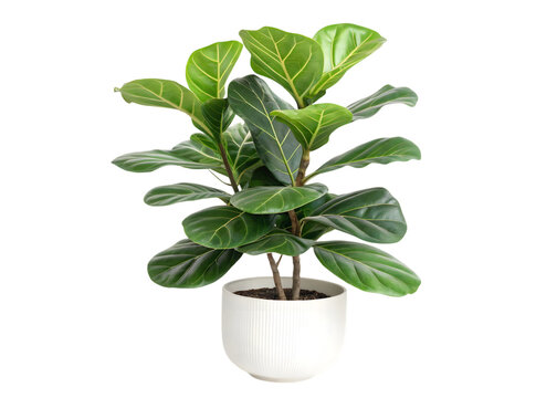 Beautiful fiddle leaf fig plant in a white ceramic pot isolated on transparent background