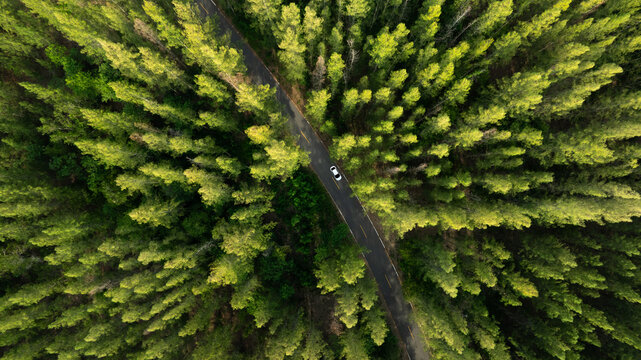 Aerial view of dark green forest road and white electric car Natural landscape and elevated roads Adventure travel and transportation and environmental protection concept	
