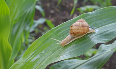 Garden snail crawling on a wet green leaf after rain © gicku91