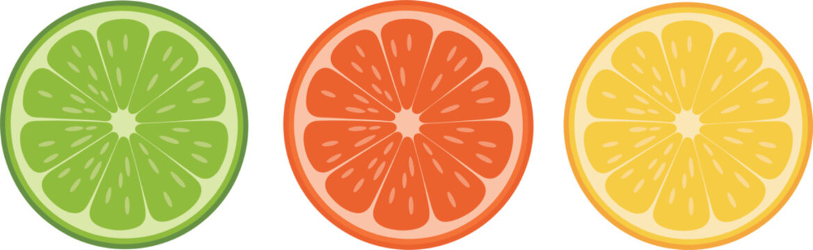 Fresh citrus fruit slices vector illustration set, lime grapefruit lemon round cuts