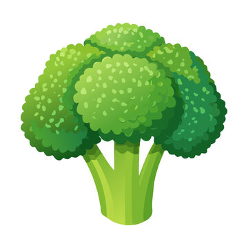 Green broccoli stalk vector element for supermarket salad bar advertisement and organic farm visual