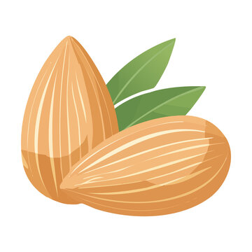 Healthy almond nuts pair vector illustration for natural snack package design and organic cosmetic ingredient logo