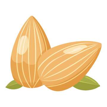 Group of fresh almond seeds vector icon for gourmet bakery recipe and organic nut butter label
