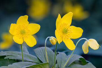 Fototapeta premium Yellow Wood Anemone flowering with some unopened buds