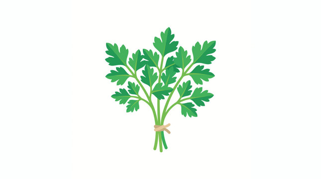 Vector illustration of a bunch of fresh green parsley leaves tied with string isolated on white background