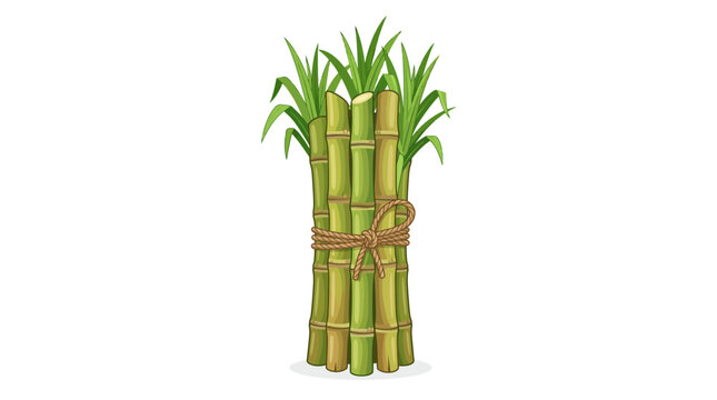 Vector illustration of a bundle of fresh green sugarcane stalks tied with rope isolated on white background