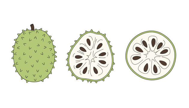 Flat vector illustration of a whole soursop fruit, a half-slice with seeds, and a round circular cut section.