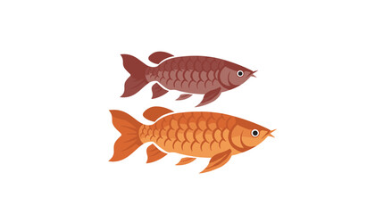 Fototapeta premium Two beautiful arowana fish, one red and one golden orange, swimming gracefully isolated on a pure white background.
