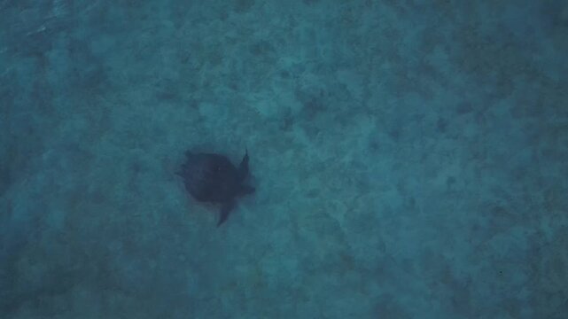 Sea turtle swimming gracefully over a sandy seabed in clear blue tropical ocean water, seen from above. Lovely aerial view top down drone view
