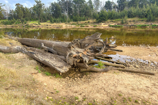 Photograph of an old fallen tree on the shoreline of the Grose River at the popular tourist destination at Yarramundi Reserve in the Hawkesbury region in New South Wales, Australia