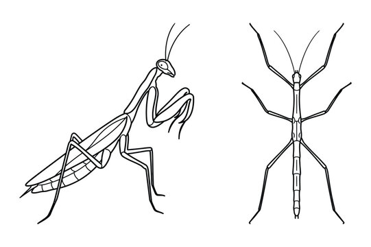 Detailed outline vector illustration of a praying mantis and a stick insect
