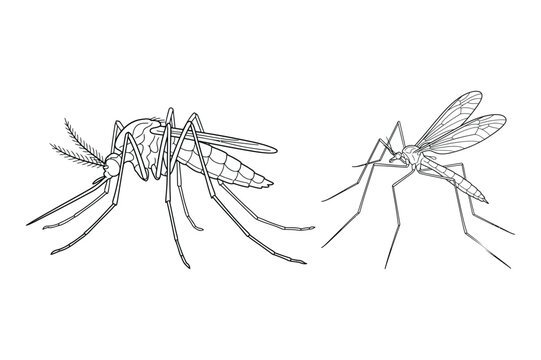 Detailed outline vector illustration of two mosquitoes showing wing and leg structure