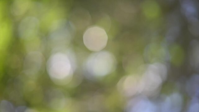 Soft Defocused Green Leaves Bokeh Video Background with Natural Light.