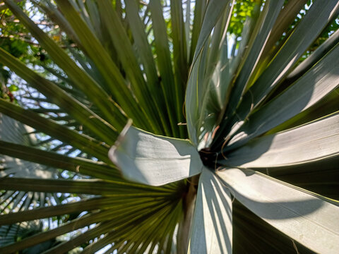 Bismarck Palm or Bismarckia nobilis, a species popular for its large, silvery-blue fans.Green palm leaves wallpaper. Exotic jungle foliage. Lush tropical greenery. Palm leaf closeup shot. Tropical lea