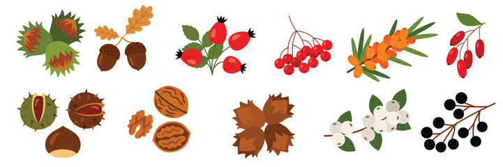 Autumn wild berries, nuts, and acorns collection vector illustration. Flat cartoon hazelnut, walnut, chestnut, rowan, and rosehip set, seasonal botanical elements © clelia-clelia