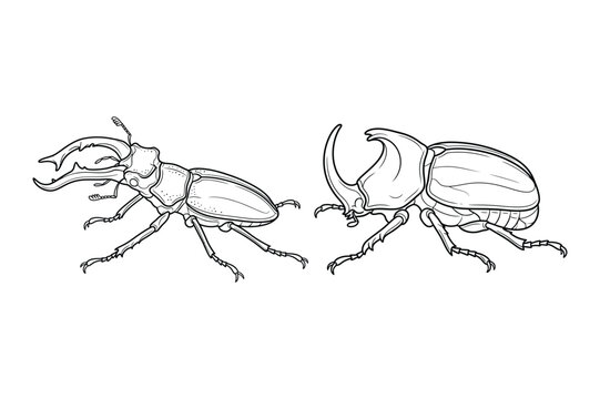 Detailed line art illustration of a stag beetle and a rhinoceros beetle