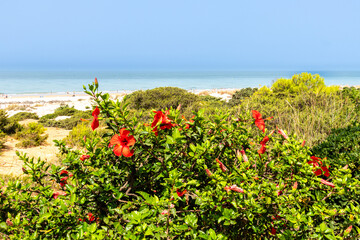 Sand dunes in front of La Barrosa beach in Sancti Petri, Chiclana de la Frontera, Cadiz, Spain © josevgluis