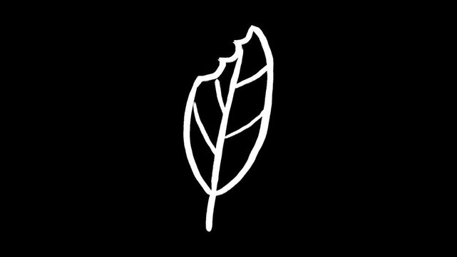leaf hand drawn animation, foliage leafage greenery flora plant, animated illustration motion design doodle clipart vector icon symbol white outline black background