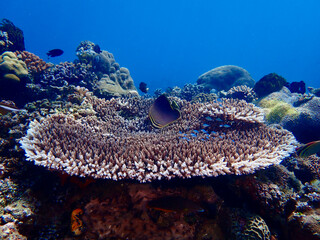 Tropical fish hovers over a wide table coral formation. Vibrant underwater photography capturing the intricate textures of a thriving reef ecosystem. © Houston
