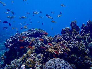 Large school of tropical fish swims above a textured coral reef. Dynamic underwater wildlife photography revealing the vibrant abundance of a healthy marine habitat. © Houston