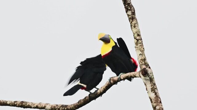 A captivating wildlife video shows two keel-billed toucans perched on a bare branch against a bright sky, showcasing their vibrant plumage and unique behavior in motion.