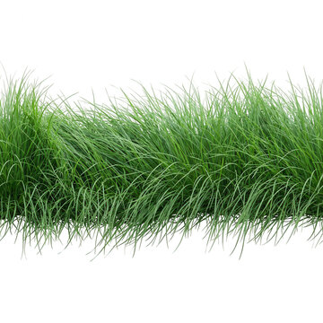 Franja horizontal de c&eacute;sped verde fresco y natural aislada sobre un fondo blanco puro, ideal para composiciones de dise&ntilde;o gr&aacute;fico, elementos de paisajismo, proyectos de jardiner&iacute;a y montajes