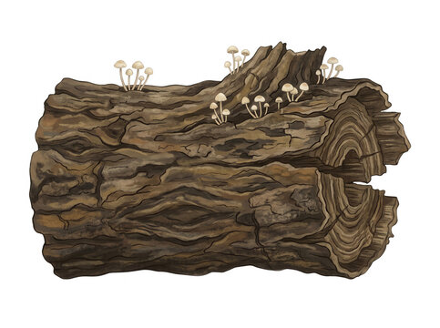 Ilustraci&oacute;n detallada de un tronco de &aacute;rbol viejo y desgastado con corteza rugosa y peque&ntilde;as setas silvestres creciendo sobre su superficie, aislado sobre un fondo blanco limpio, estilo art&iacute;stico