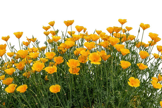 Un grupo de amapolas de California de color naranja brillante floreciendo sobre un fondo blanco aislado, mostrando sus delicados p&eacute;talos y tallos verdes delgados en una composici&oacute;n natural y vibrante.