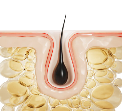 Hair follicle anatomy 3d model - root and bulb structure with yellow fat cells. Medical dermatology, hair care. Human skin layers for trichology education, laser treatment, epilation