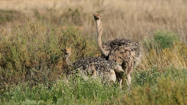 Small ostrich (Struthio camelus) chicks feeding in natural habitat, Kalahari desert, South Africa
