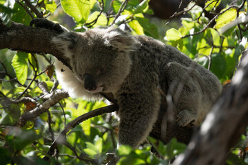 koala in tree © Jonas Gülzow