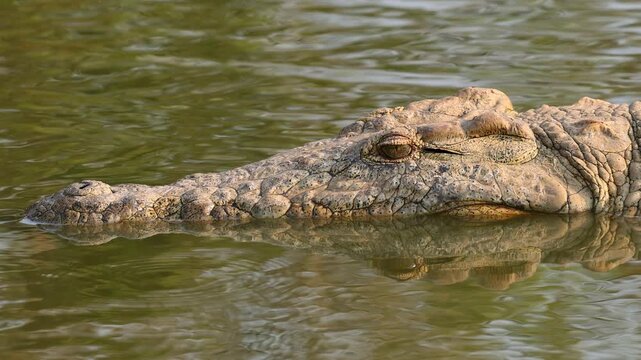 Portrait of a Nile crocodile (Crocodylus niloticus) in shallow water, Kruger National Park, South Africa