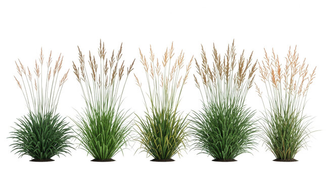Conjunto de cinco arbustos de gram&iacute;neas ornamentales con espigas de color beige y hojas verdes, aislados sobre fondo blanco para dise&ntilde;o de jardines.