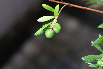 Obraz premium Close-up of fresh green olives on a branch covered in morning dew