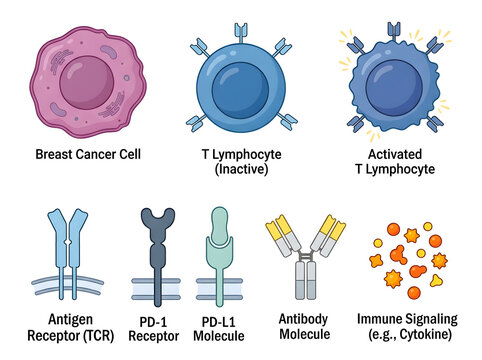 Immune system attacking breast cancer cell illustration isolated on white background