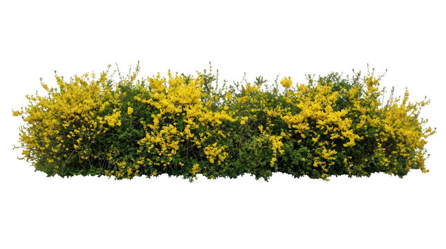 Une haie dense de gen&ecirc;ts en fleurs avec des p&eacute;tales jaune vif isol&eacute;e sur un fond blanc pur, id&eacute;ale pour le montage paysager, l'architecture de jardin et les projets de conception graphique ext&eacute;rieure.