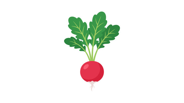 Fresh red radish with green leaves vector illustration