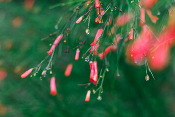Naklejka premium Hamelia firebush after the rain