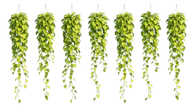 Conjunto de sete plantas jiboia pendentes com folhagem verde vibrante em vasos suspensos, isoladas sobre um fundo branco puro, ideais para design de interiores, decora&ccedil;&atilde;o bot&acirc;nica e projetos