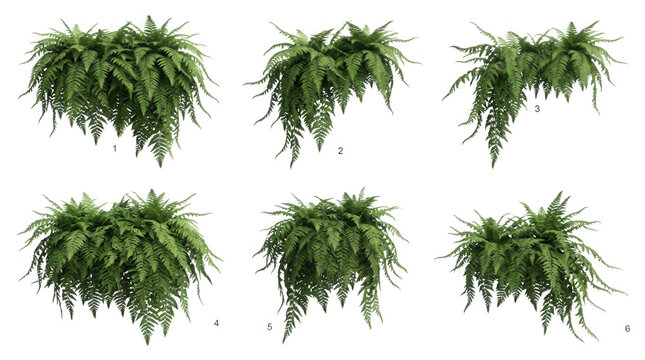 Conjunto de seis modelos tridimensionais de samambaias verdes isoladas em fundo branco, apresentando diferentes &acirc;ngulos e folhagens realistas para design.