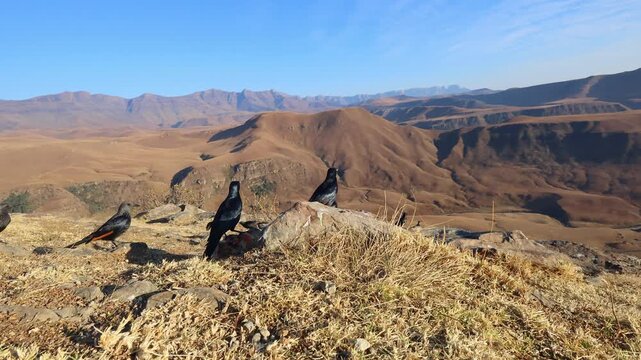 A group of red-winged starlings (Onychognathus morio) feeding in mountain habitat, South Africa