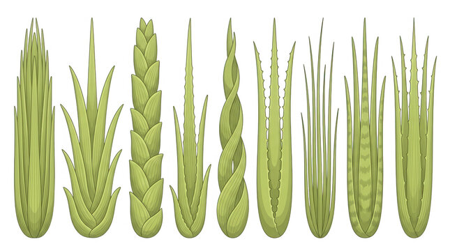 Cole&ccedil;&atilde;o de ilustra&ccedil;&otilde;es vetoriais de diferentes tipos de folhas de babosa e plantas suculentas verdes estilizadas, organizadas em linha sobre fundo branco.