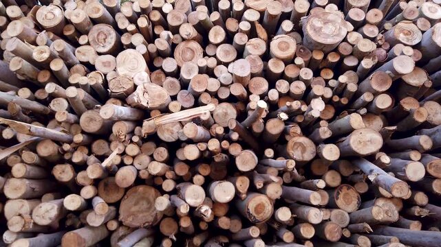 A large pile of stacked logs in a forest, close-up view of cut wood textures.