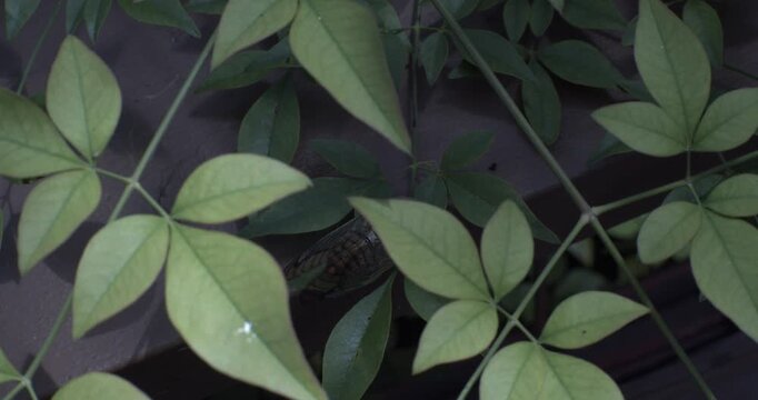 A cicada clings quietly to a garden branch while overlapping green leaves fill the frame in soft, dim daylight.