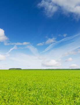 Fresh green crop field and blue sky