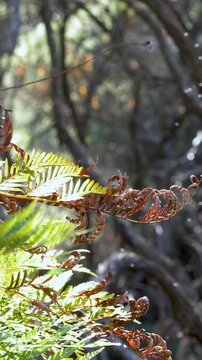 Close Up of Brown and Green Fern Fronds in Sunlight