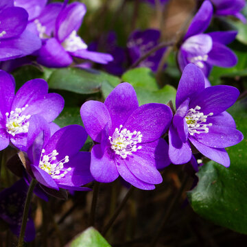 Blue anemones / hepaticas