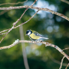 great tit on a branch © Tanja